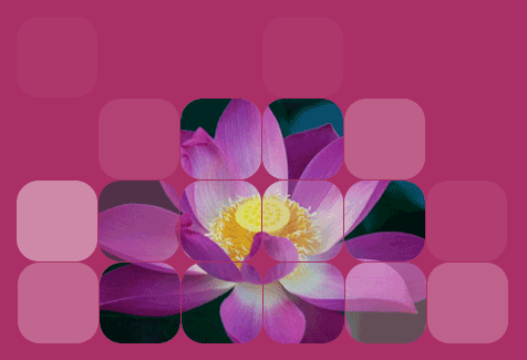 Lotus