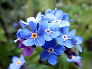 Myosotis