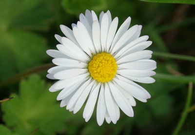 Pâquerette